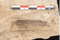 Foto (Detailansicht) von Acer decipiens Braun (NHMW-GEO-2024-0188-11400)